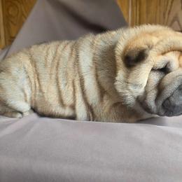 Rhino - Fawn sable male Chinese Shar-Pei puppy in Ste. Marie, Illinois from JoShel’s Silver Lined Wrinkles and Tails