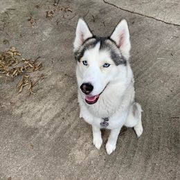 Siberian Huskies from Grandma G’s Huskies