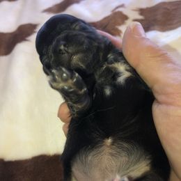 Rose - Black female Chihuahua puppy in Amelia, Virginia from Pannell’s Precious Pups