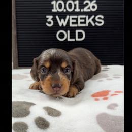 Expresso - Dapple male Dachshund puppy in Goodyear, Arizona from AZ Low Life Doxies