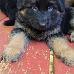 Green Collar - Black and red male German Shepherd puppy in Bradley County, Tennessee from Chestuee German Shepherd