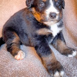 Bernedoodle, Bernese Mountain Dog, and Siberian Husky Puppies from Timberline Paws