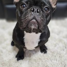 French Bulldogs from Rustic Paws Frenchies