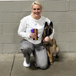 Belgian Malinois, Dachshund, and Dutch Shepherd Puppies from Paws Laws k9
