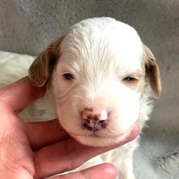 Lucy - Parti female Goldendoodle puppy in Somerset, Ohio from Odyssey Pups
