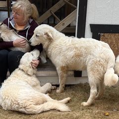 Clover - Maremma Sheepdog