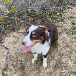 Australian Shepherds from Sandi’s Australian Shepherds