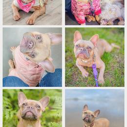 Pyg - Blue fawn female French Bulldog puppy in Silverton, Oregon from Willamette Valley Bullies