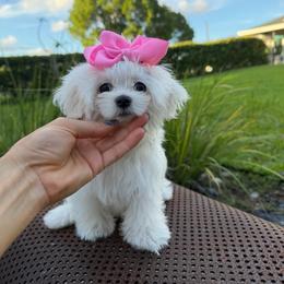 Tiny Korean Sophie 6000 - White female Maltese puppy in Miami, Florida from Natalias Tiny Puppies