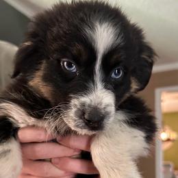 Scourge - Black tri-color male Australian Shepherd puppy in Albertville, Alabama from Salt Creek Aussies