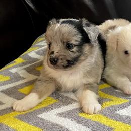 Miniature Australian Shepherd and Toy Australian Shepherd Puppies from Triple J Aussies