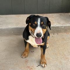 Rowdy - Entlebucher Mountain Dog