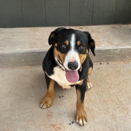 Rowdy - Entlebucher Mountain Dog