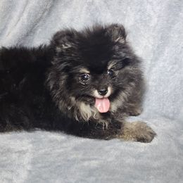 Lilo - Tri-colored female Pomeranian puppy in Laredo, Texas from SASH Poms