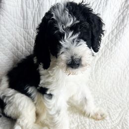 Daisy - female Bernedoodle puppy in Phelan, California from Willow Desert Doodles