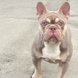 Boy 1 - French Bulldog puppy in Pasadena, California from Degama Frenchies