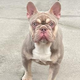 Boy 1 - French Bulldog puppy in Pasadena, California from Degama Frenchies