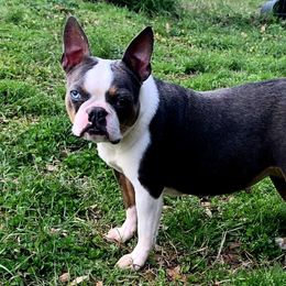 Harley - Boston Terrier
