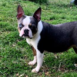 Harley - Boston Terrier