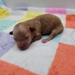 Mabel - Apricot female Poodle puppy in Kannapolis, North Carolina from Carolina Great Danes & Toy Poodles