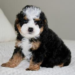 Sophie - Tri-color female Bernedoodle puppy in Apple Creek, Ohio from Cuddle Paws