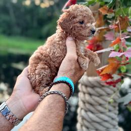Chloe - Apricot female Goldendoodle puppy in Cocoa, Florida from The Beach Doodles