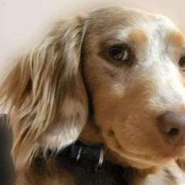 Link - Dachshund