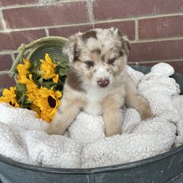Miniature Australian Shepherd and Pembroke Welsh Corgi Puppies from The Hoppers Back 40