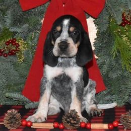 Bluetick Coonhounds and Redbone Coonhounds from Anlon Kennels