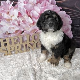 Aussiedoodle Puppies from Soap Creek Kennels