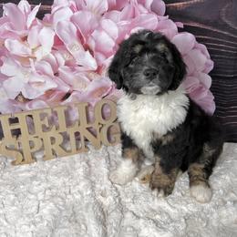 Aussiedoodle Puppies from Soap Creek Kennels