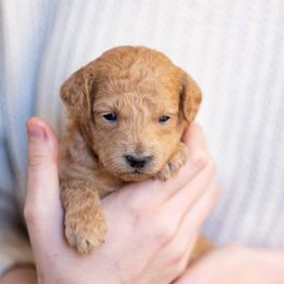 Goldendoodle Puppies from OikiaDoodle