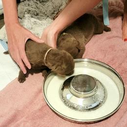 Chesapeake Bay Retriever Puppies from Shore Acres Chesapeakes