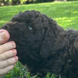 Brown boy - Brown Lagotto Romagnolo puppy in Sacramento, California from Innamorati Lagotti