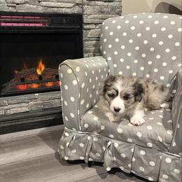 Miracle - Brindle merle and white male American Corgi puppy in Temple, Texas from Silver Moon Cardigan and American Corgis