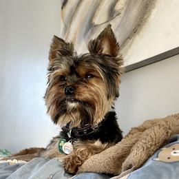 Sunday - Yorkshire Terrier