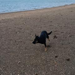 Jovial ( Jo, Jo for short) - Australian Koolie