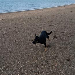 Jovial ( Jo, Jo for short) - Australian Koolie