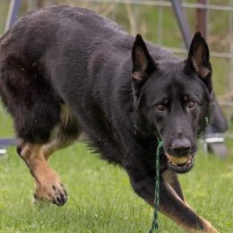 Patton - German Shepherd