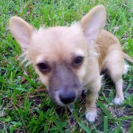 Chihuahuas from Remington's Way