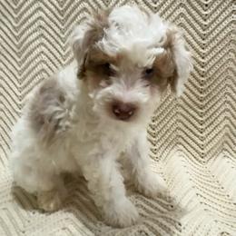 Zazu - Red merle male Aussiedoodle puppy in Rainbow City, Alabama from Creek Bend Farm