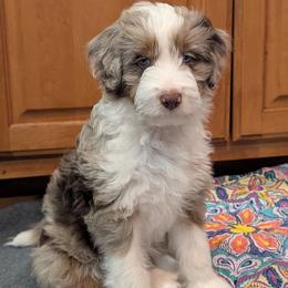Loki - Red merle male Aussiedoodle puppy in New Durham, New Hampshire from Ridgeview Aussiedoodles