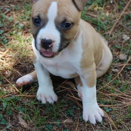 Boy 5 - Red male American Staffordshire Terrier puppy in Ninety Six, South Carolina from Emerald Creek Kennel