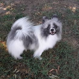 Tilly - Pomeranian