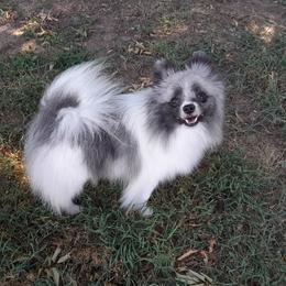 Tilly - Pomeranian