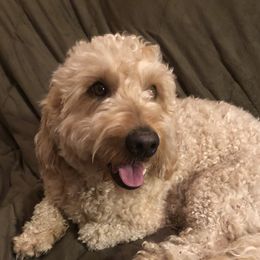 Cyrus - Goldendoodle