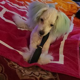 Maltese Puppies from Silver & Sapphire's Designer Puppies