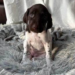 Girl 4 - White and liver female German Shorthaired Pointer puppy in Troy, North Carolina from Uwharrie GSP