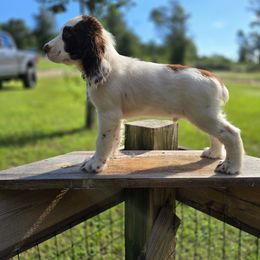 Boykin Spaniel and English Springer Spaniel Puppies from 31 Pines Springers & Retrievers