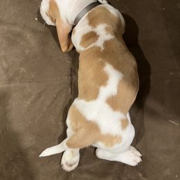 Basset Hound Puppies from Terry Farms